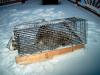 Raccoon_in_Cage_002