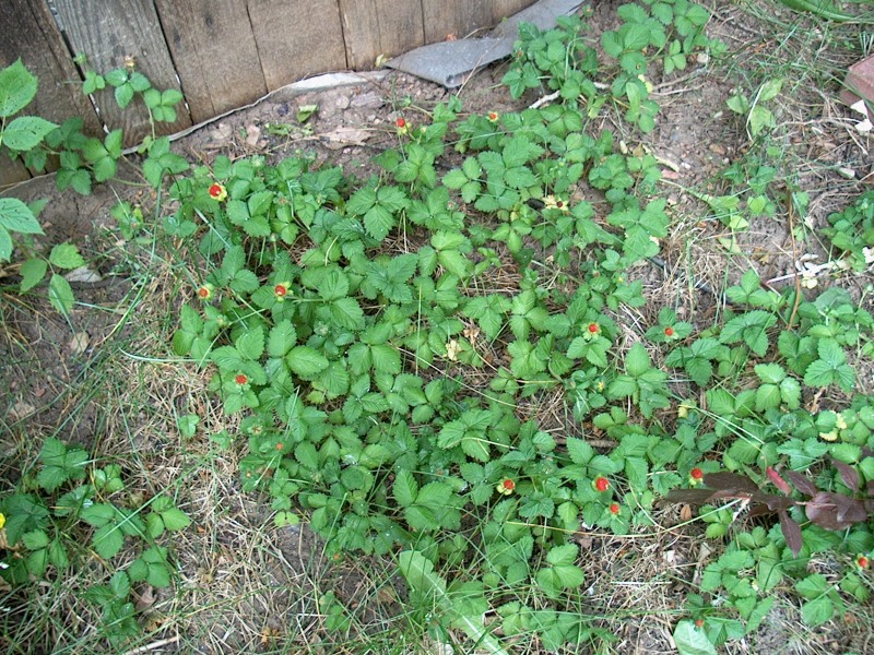 IM002407