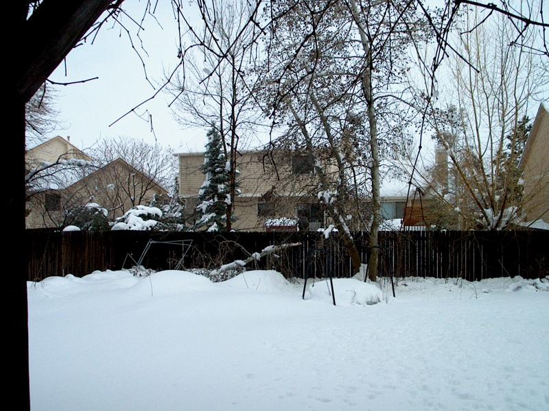 hi-res IM000732-back-yard-aspens.jpg