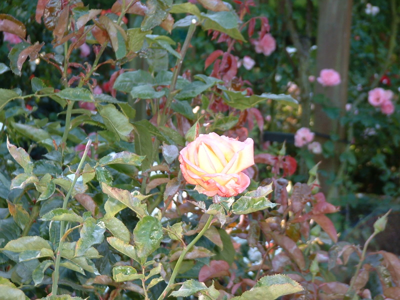 DSCF0121