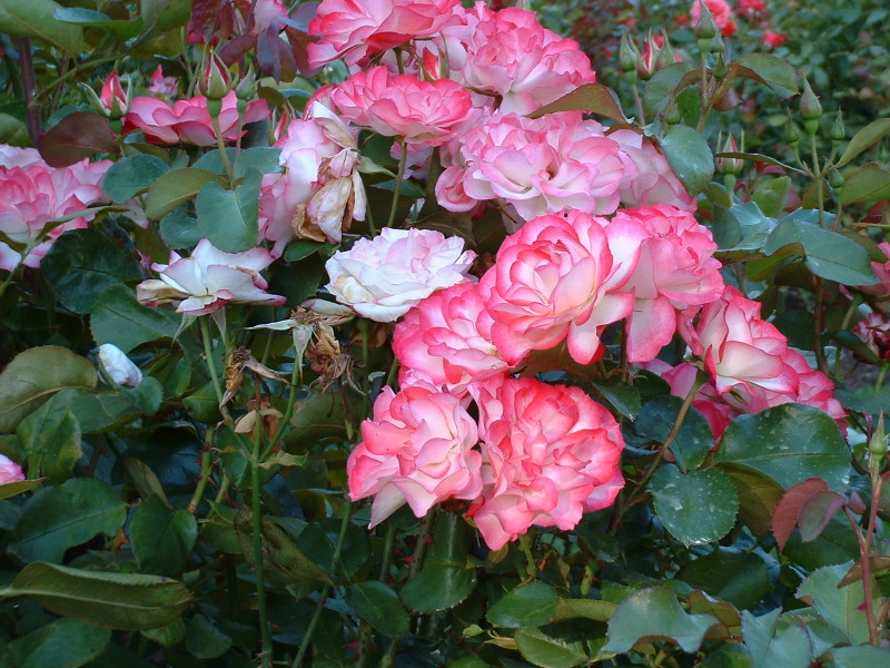 DSCF0122