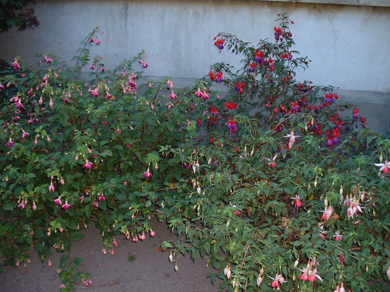 DSCF0137