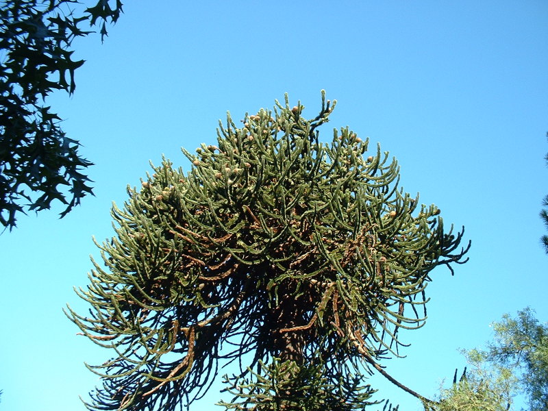 DSCF0141
