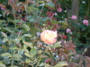 DSCF0121