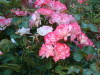 DSCF0122