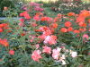 DSCF0126