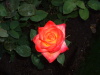 DSCF0128