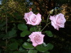 DSCF0129