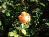 DSCF0130