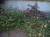 DSCF0137