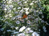 DSCF0140