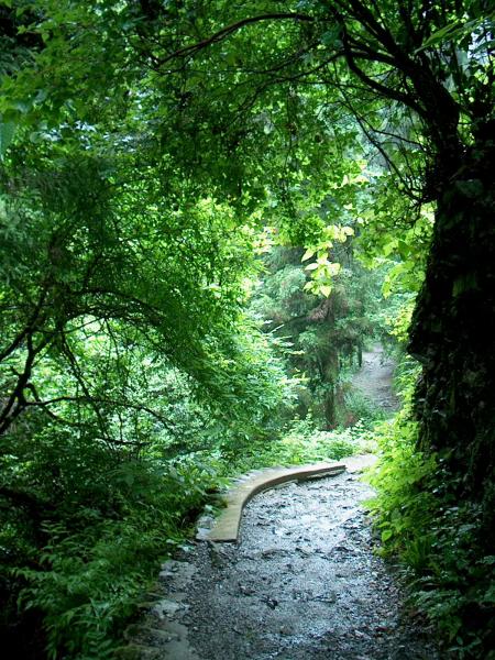 Feels like a rain forest - everything is dark and wet and lots of moss