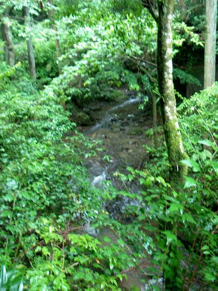 Blurry shot of the stream the trail followed