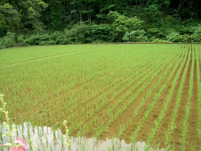 After taking a wrong turn on the way down, we hiked down a road.. and down... and further...  Here's a rice paddy