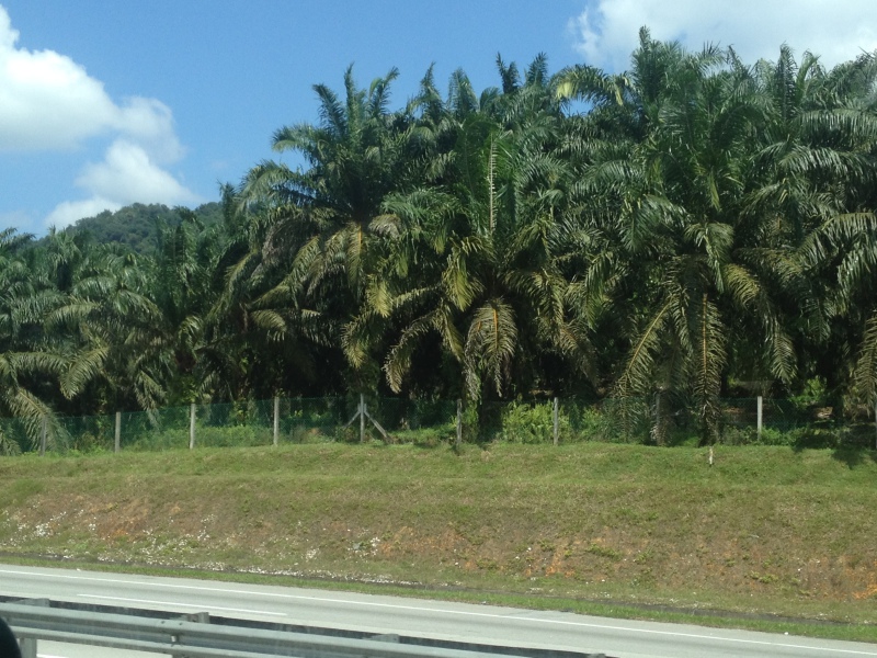 palm tree farm