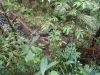 DSCN7290