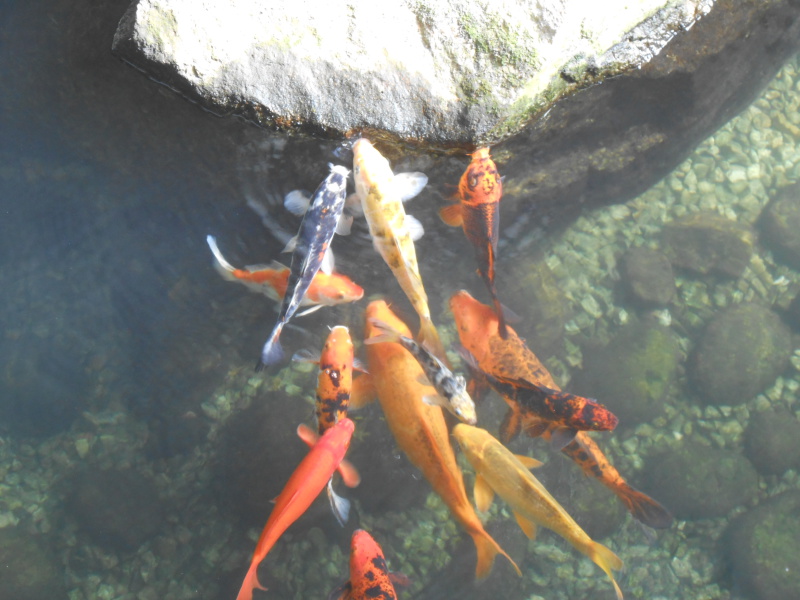 Koi fish munching on rock