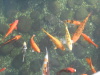 DSCN7478