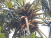DSCN7671