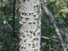 DSCN7967