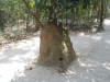 DSCN8442